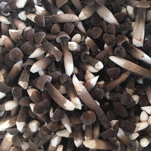 黑皮鸡枞栽培为啥长绿霉,黑皮鸡枞的室内栽培