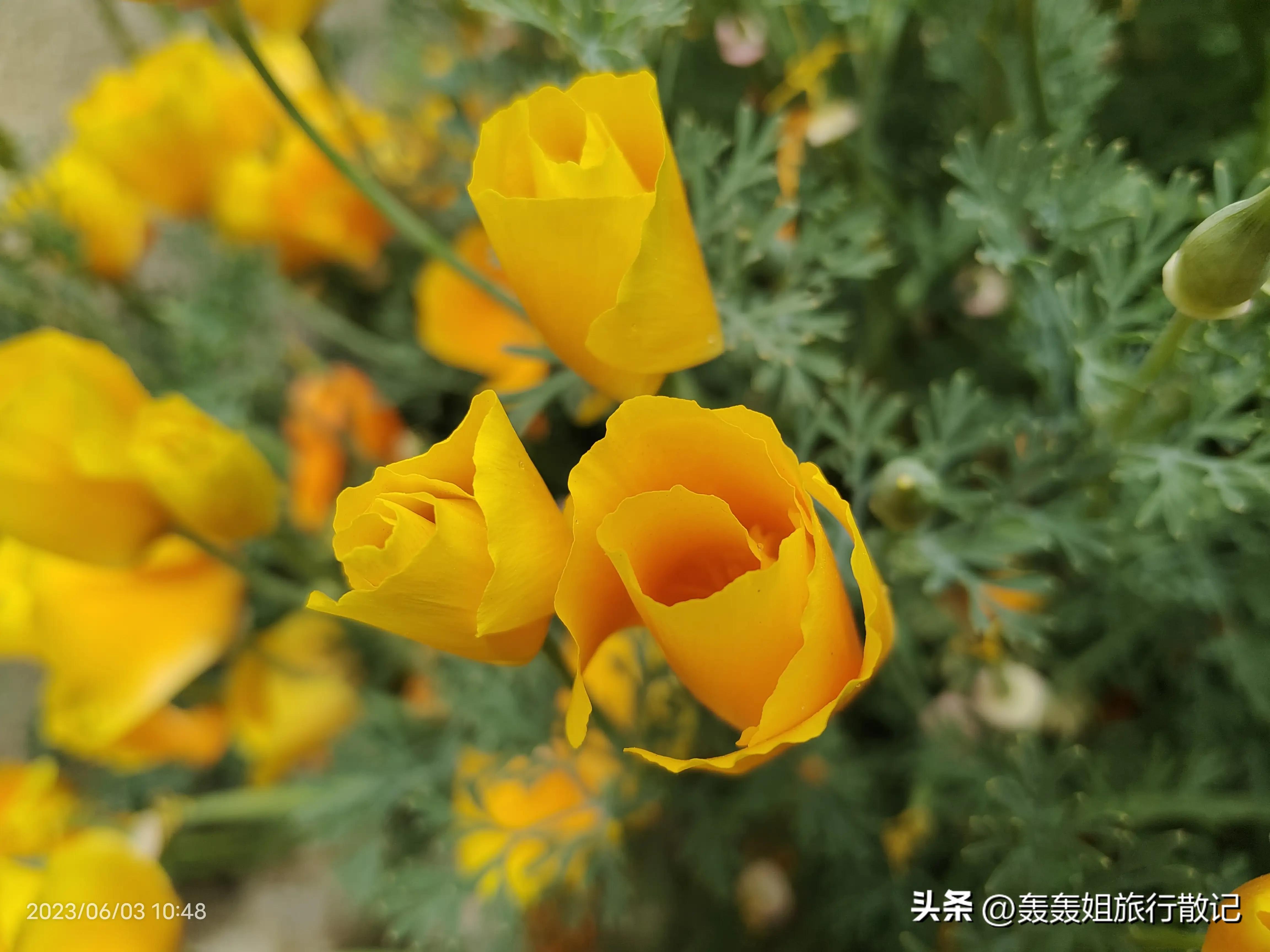 跟随旅行团去西藏会高反吗,从林芝到拉萨会有高反吗