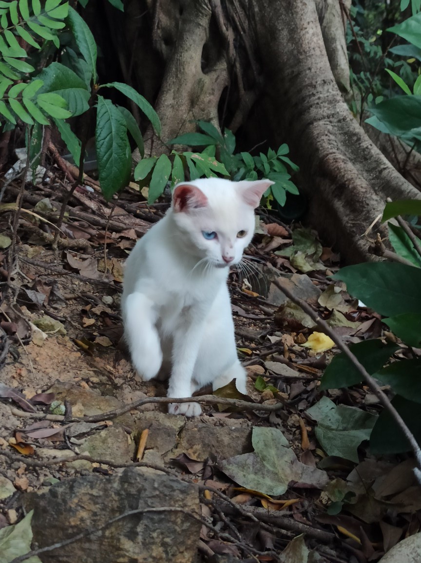 白云山适合徒步吗,一路徒步上白云山