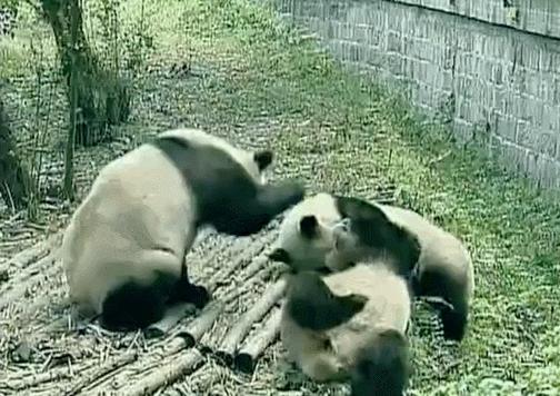 盘点网红大熊猫搞笑场面,大熊猫一摔成名