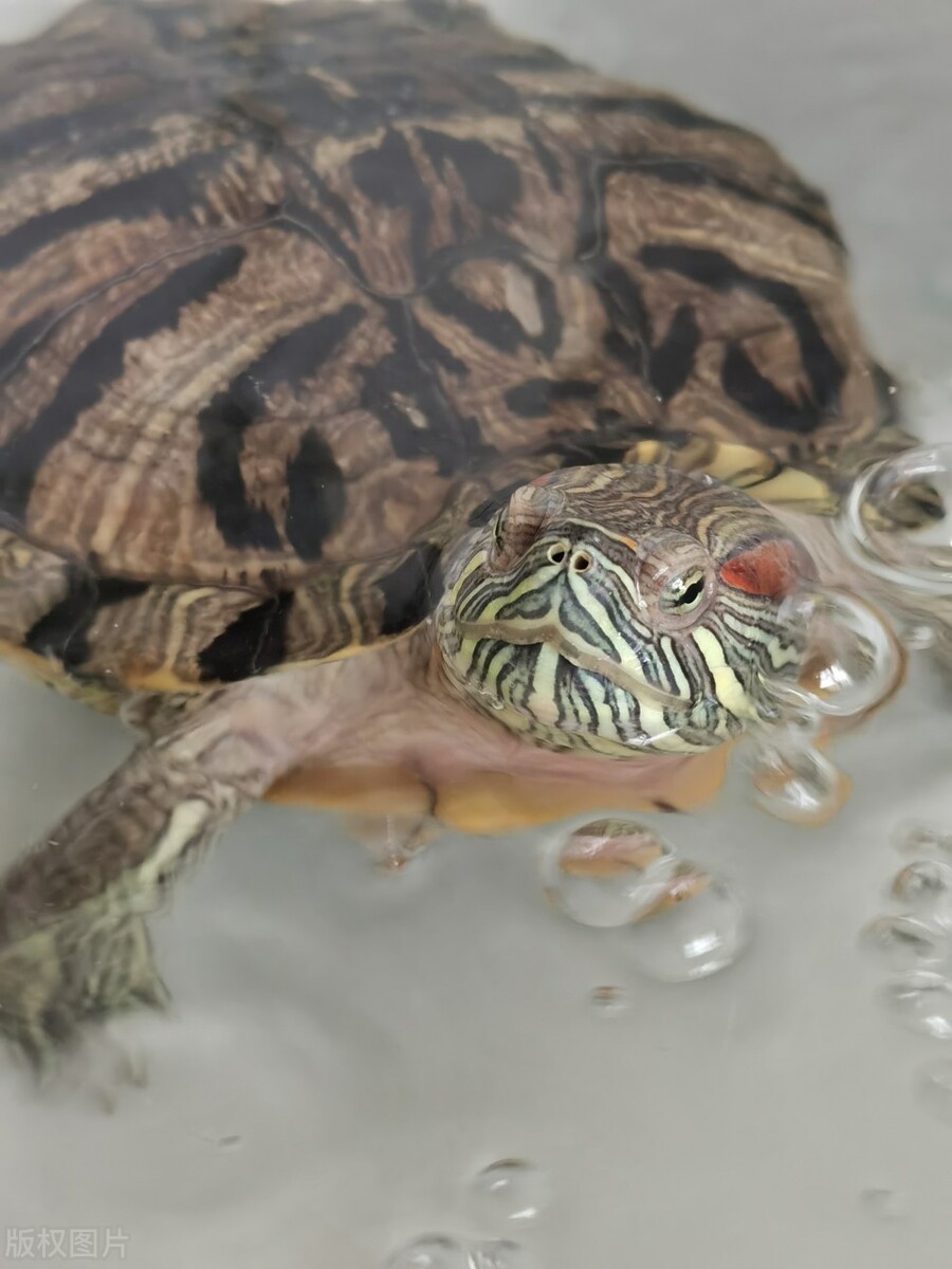 小巴西龟不喜欢吃龟粮喜欢吃蚯蚓,从土里挖出来的蚯蚓巴西龟能吃吗