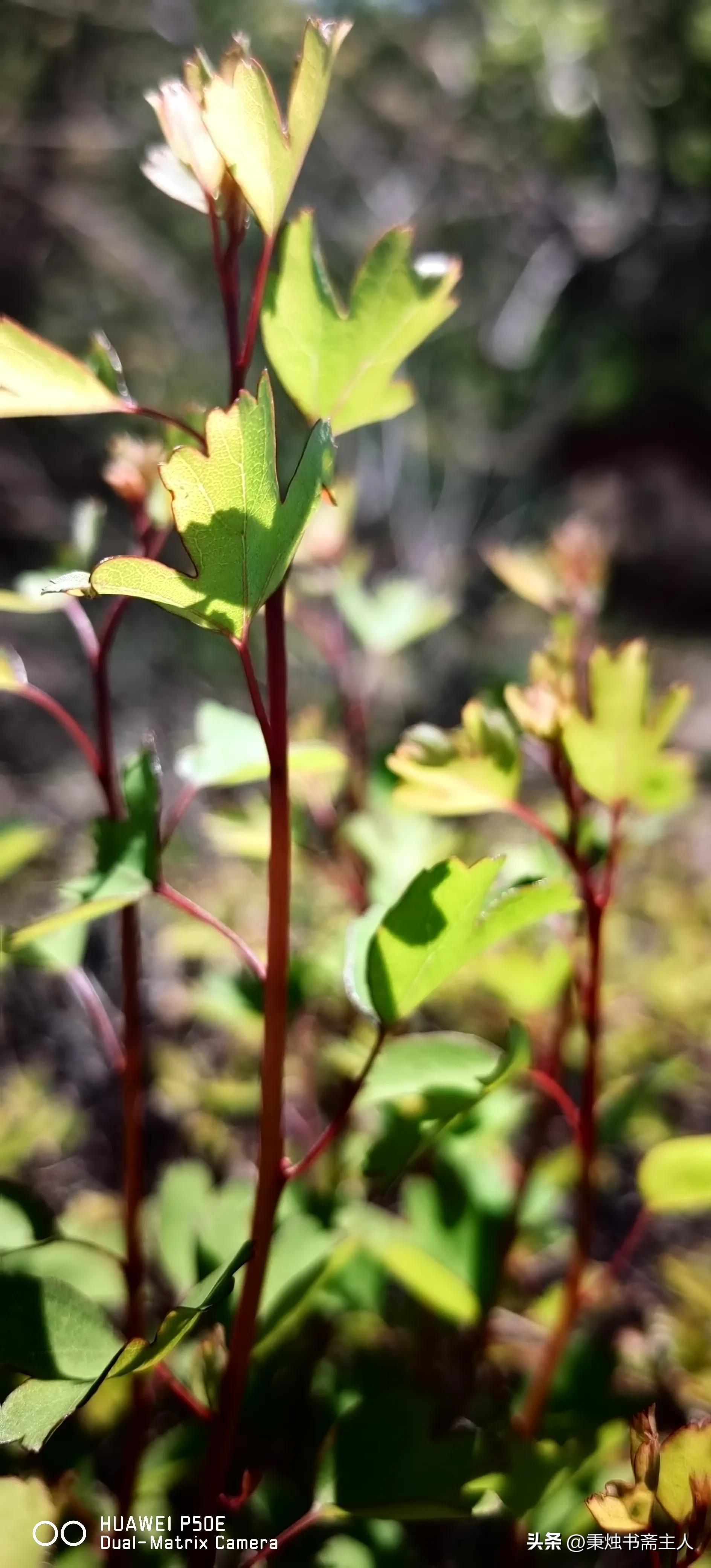 我的一点学书经验，或者说选帖经历——都是缘分