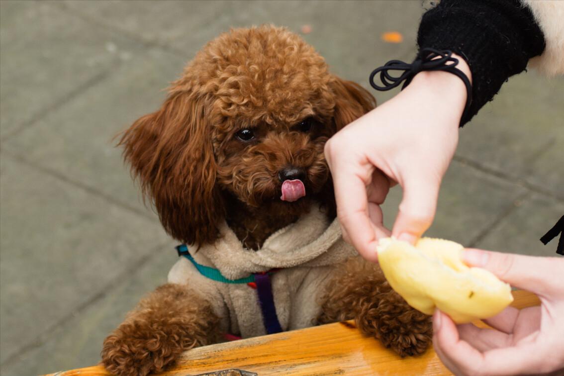 饲养泰迪讲究多,饲养泰迪好方法