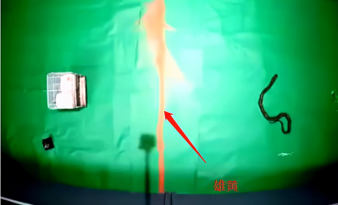 吓人3米长大蛇在小区晒太阳,罕见2.5米长眼镜蛇潜入室内