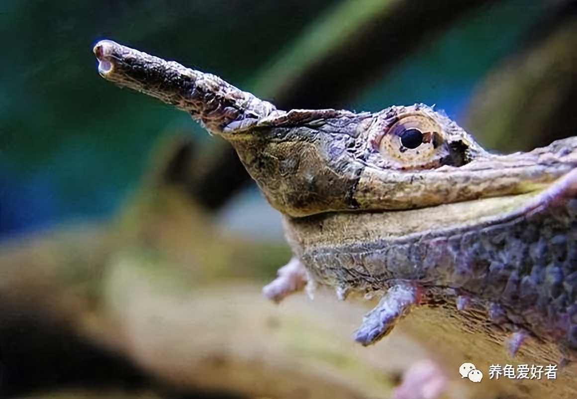 龟鱼混养该怎么养,龟鱼混养注意什么