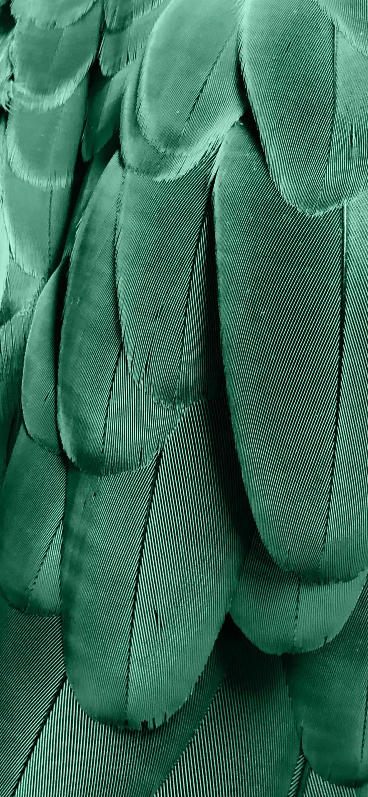 漂亮的羽毛手机壁纸,漂亮的羽毛壁纸手机超清