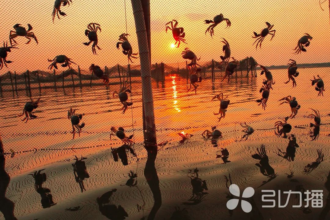 2049年阳澄湖大闸蟹开捕时间,2021阳澄湖大闸蟹捕捉时间