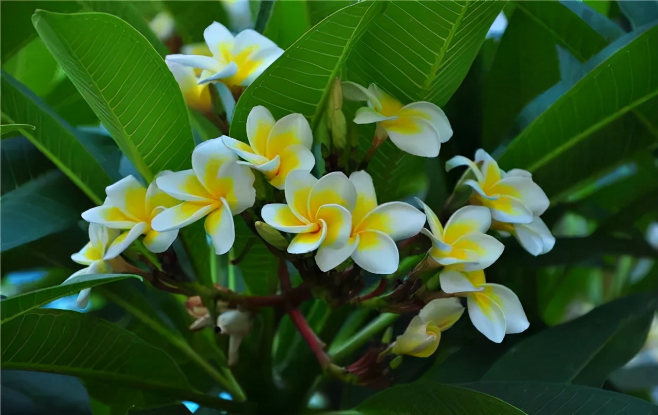 公园路边植物图片,路边的小植物有哪些