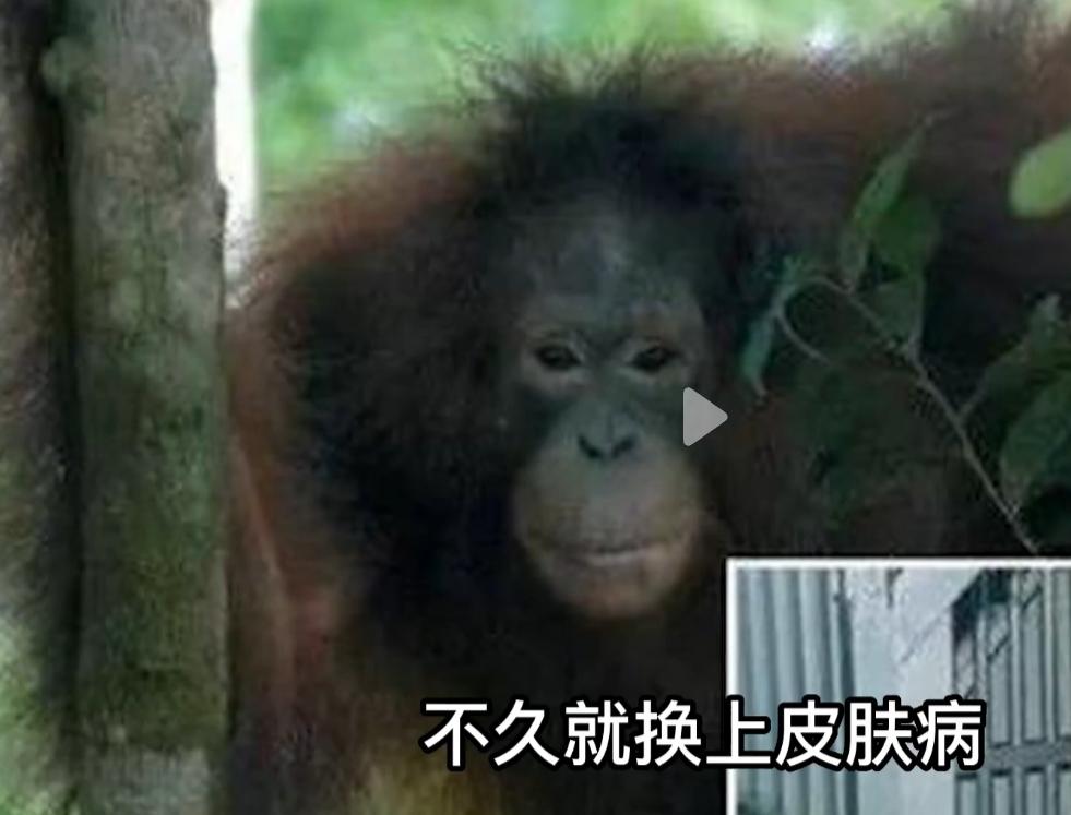 红毛猩猩被囚六年，培养成泄欲工具，身上溃烂也得接客
