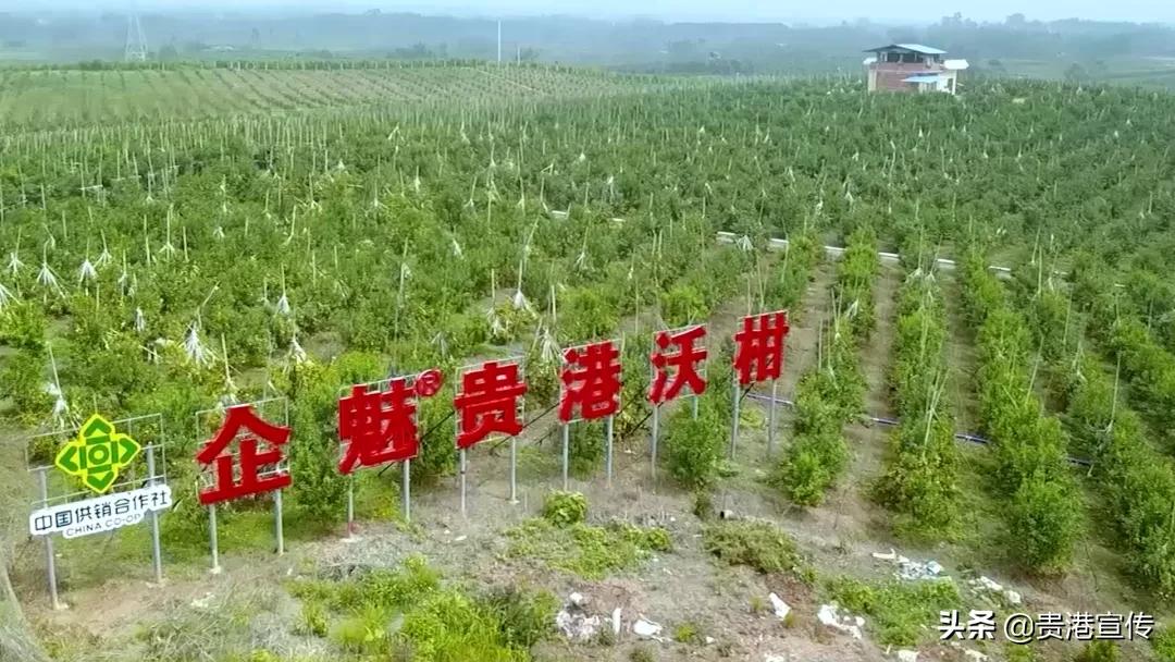 市供销合作社三农服务中心助增收,我为农民办实事