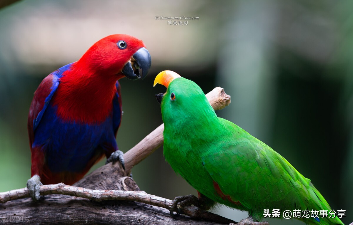 上班族适合养什么宠物狗,单身男士上班族适合养什么宠物