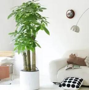 哪种绿植适合室内养对人体好,室内养绿植会增加负氧离子吗