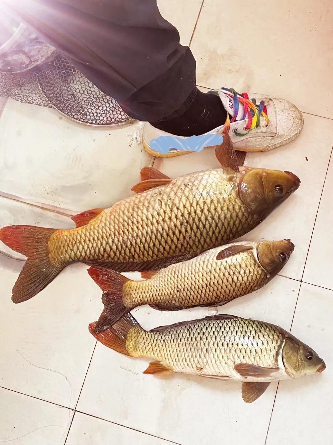 钓鲫鱼七星漂朝天钩哪种最通用,冬季野钓传统钓七星漂朝天钩