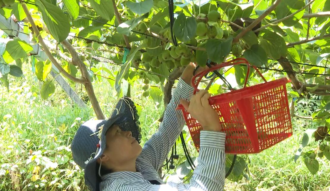 质优价高效益好！圣井山上的“超级水果”奇异莓上市