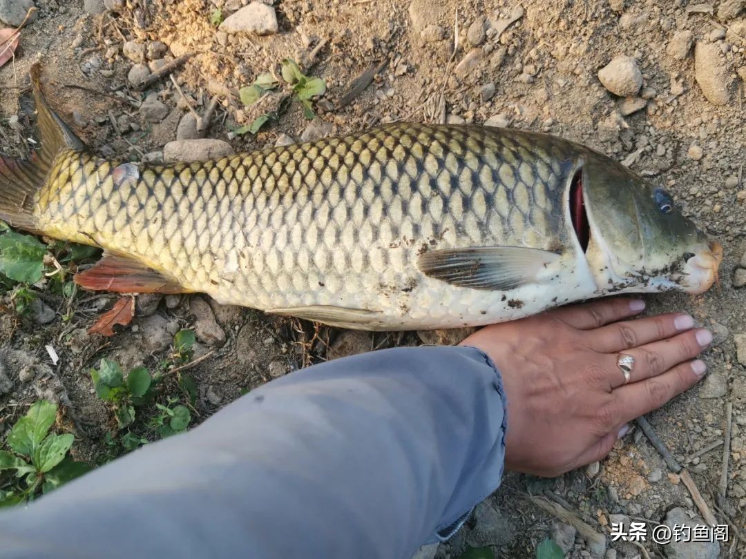野钓单开饵料推荐公认前十,战斗鲤单开饵料野钓效果怎么样