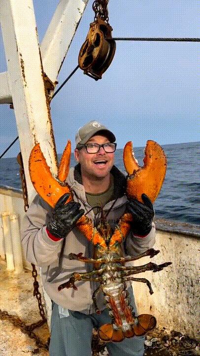 动物界中最强大的动物,动物界中最强动物