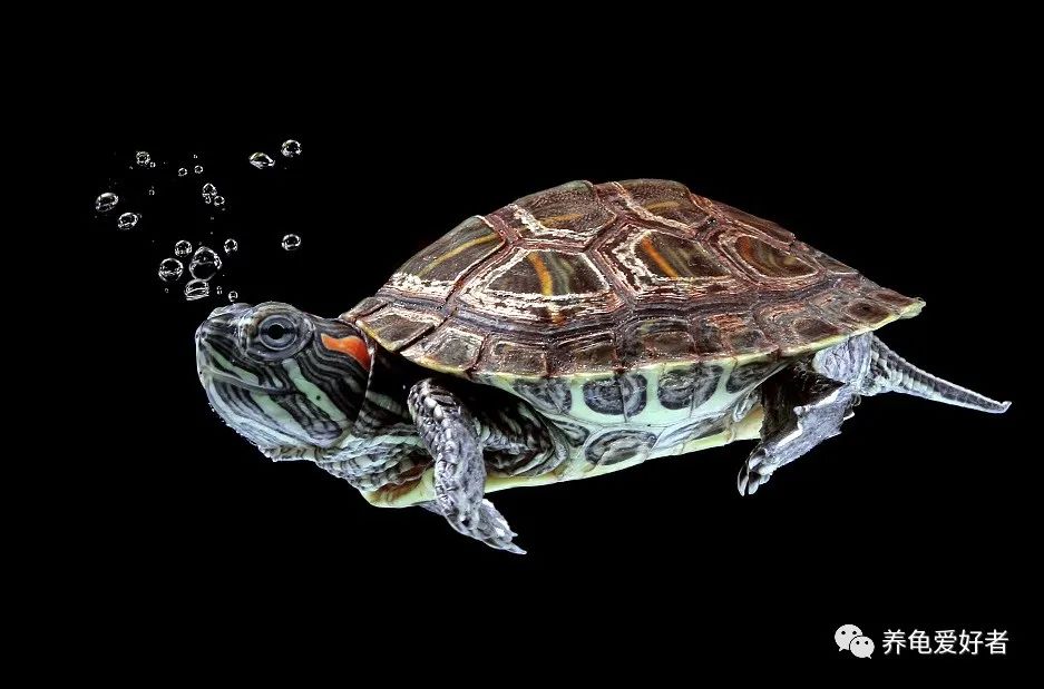 外面巴西龟泛滥，在家养就得多数*天升**？是何道理？