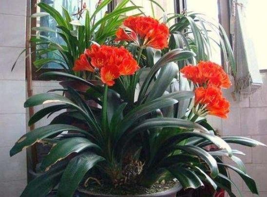 哪些植物对猫咪无毒又能吸附甲醛,吸甲醛最好的植物还好养