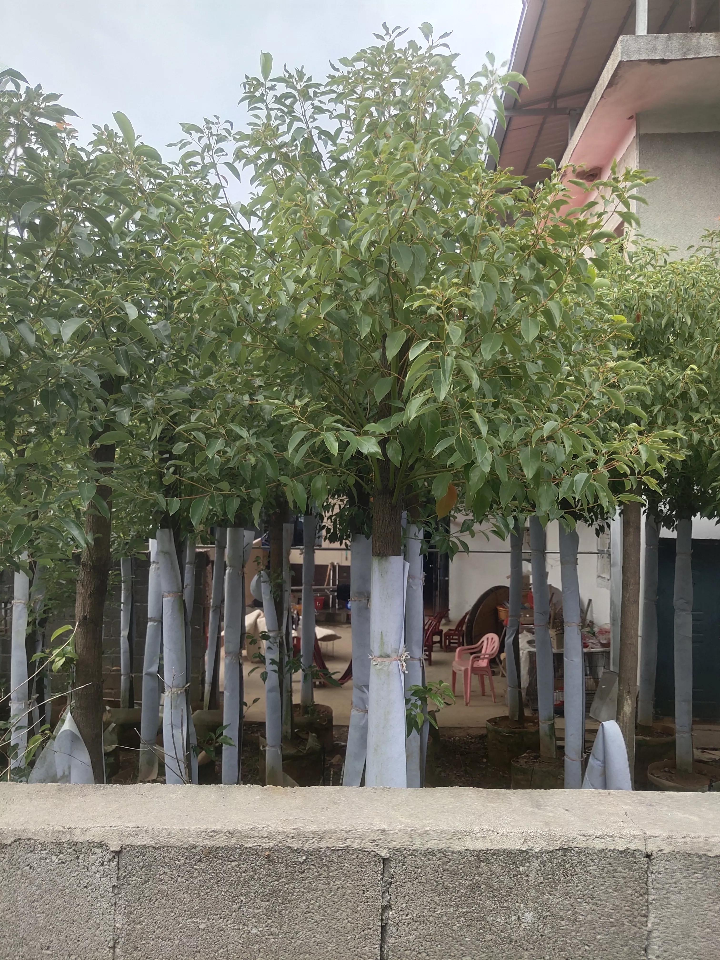 全国乡村振兴九大经济树种,乡村振兴的植树造林成果