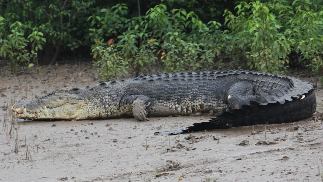 性情凶猛的十大鳄鱼,世界上十大最凶猛的鳄鱼排行榜