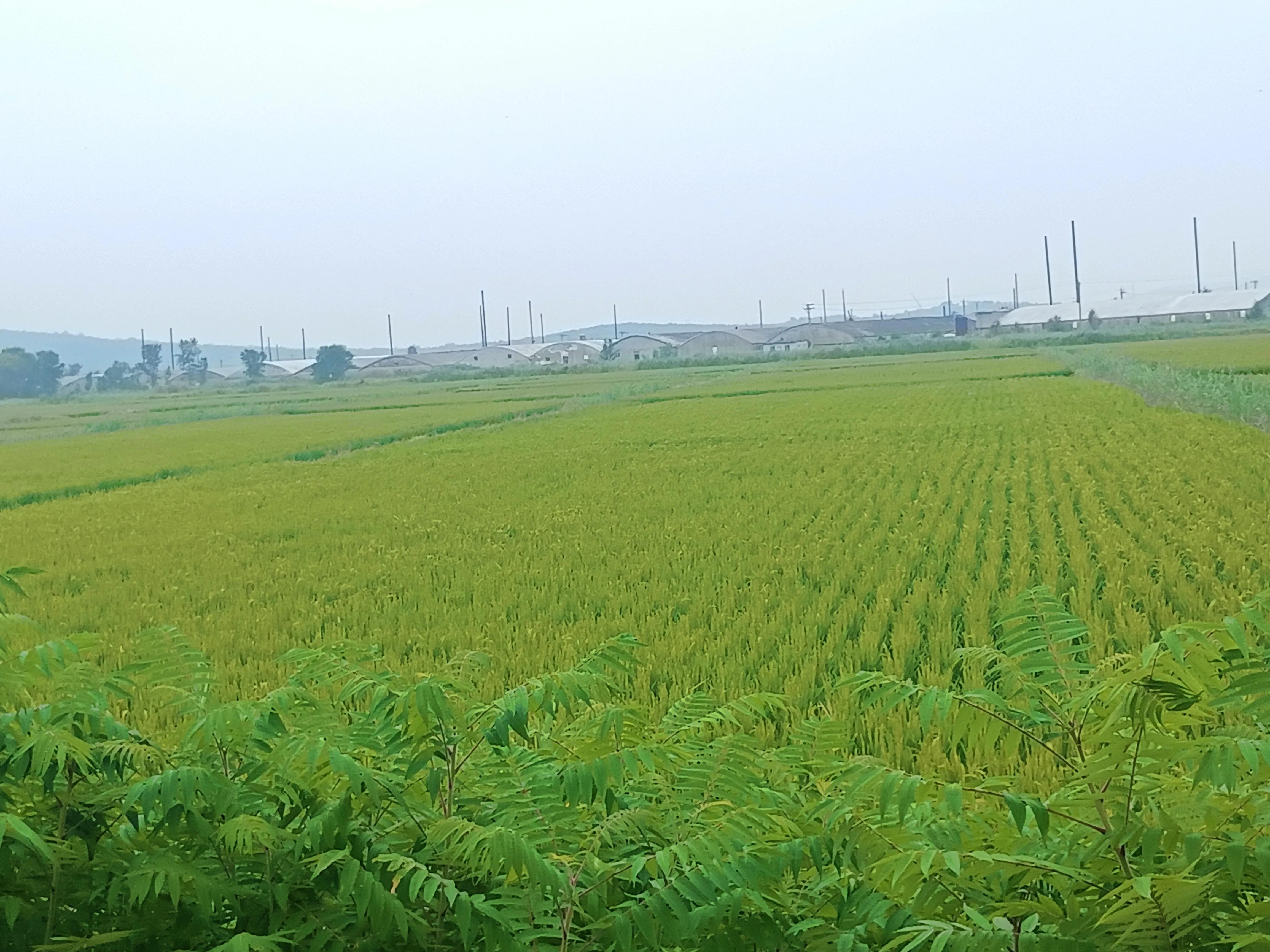 知行合一，简单的美好，仙浴湾、西中岛、金普新区行记