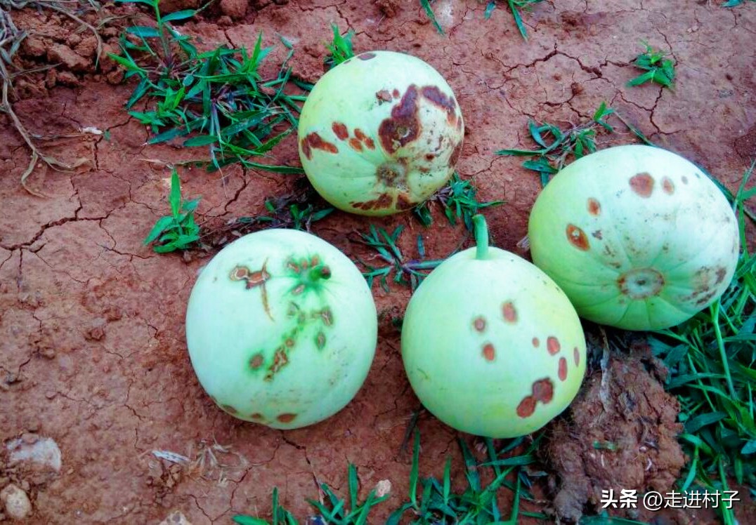 烂果可以做什么酵素,烂水果回收做果酒