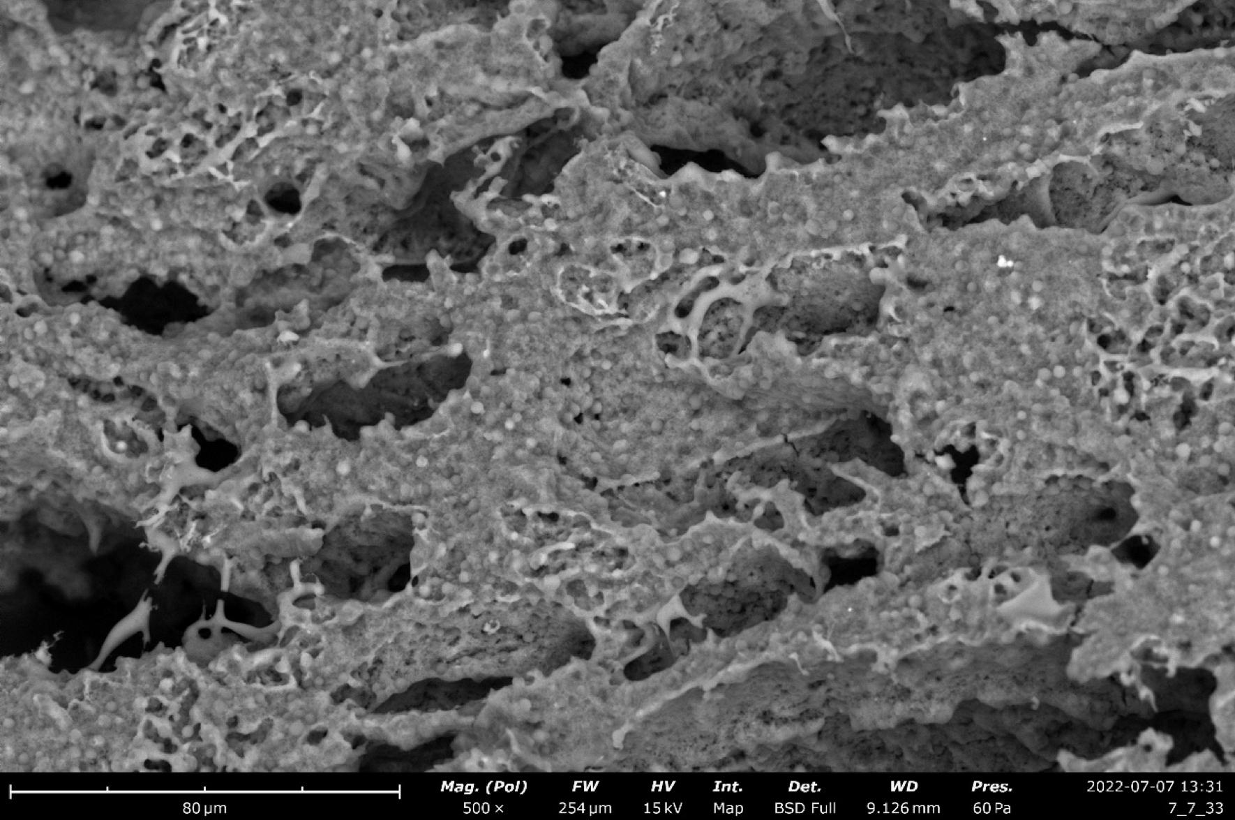 飞纳电镜和含水样品的冰雪奇缘