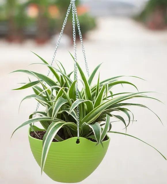 什么绿植去除甲醛效果最好,家里除甲醛什么绿植最好