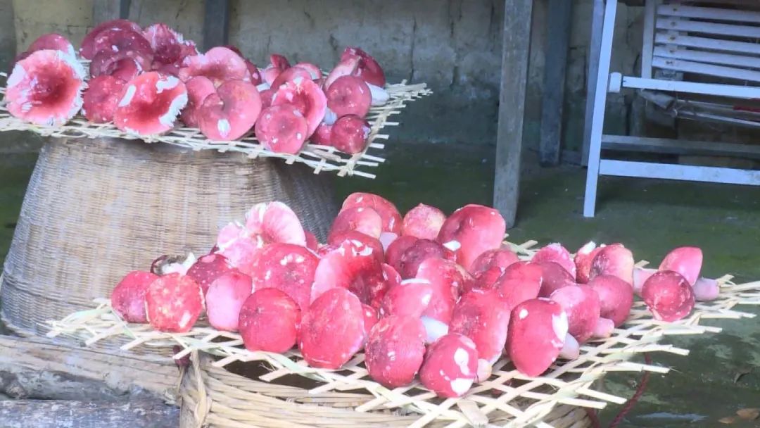 菌菇种植产业带动增收致富,菌菇种植助农增收