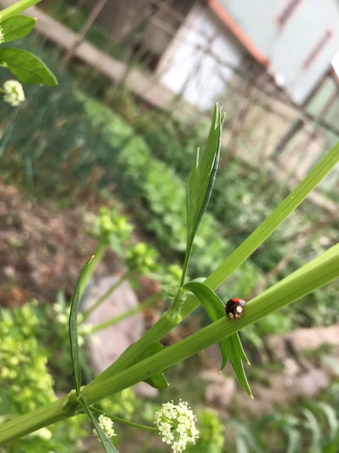 瓢虫雷迪第二季第4话,瓢虫雷迪超话