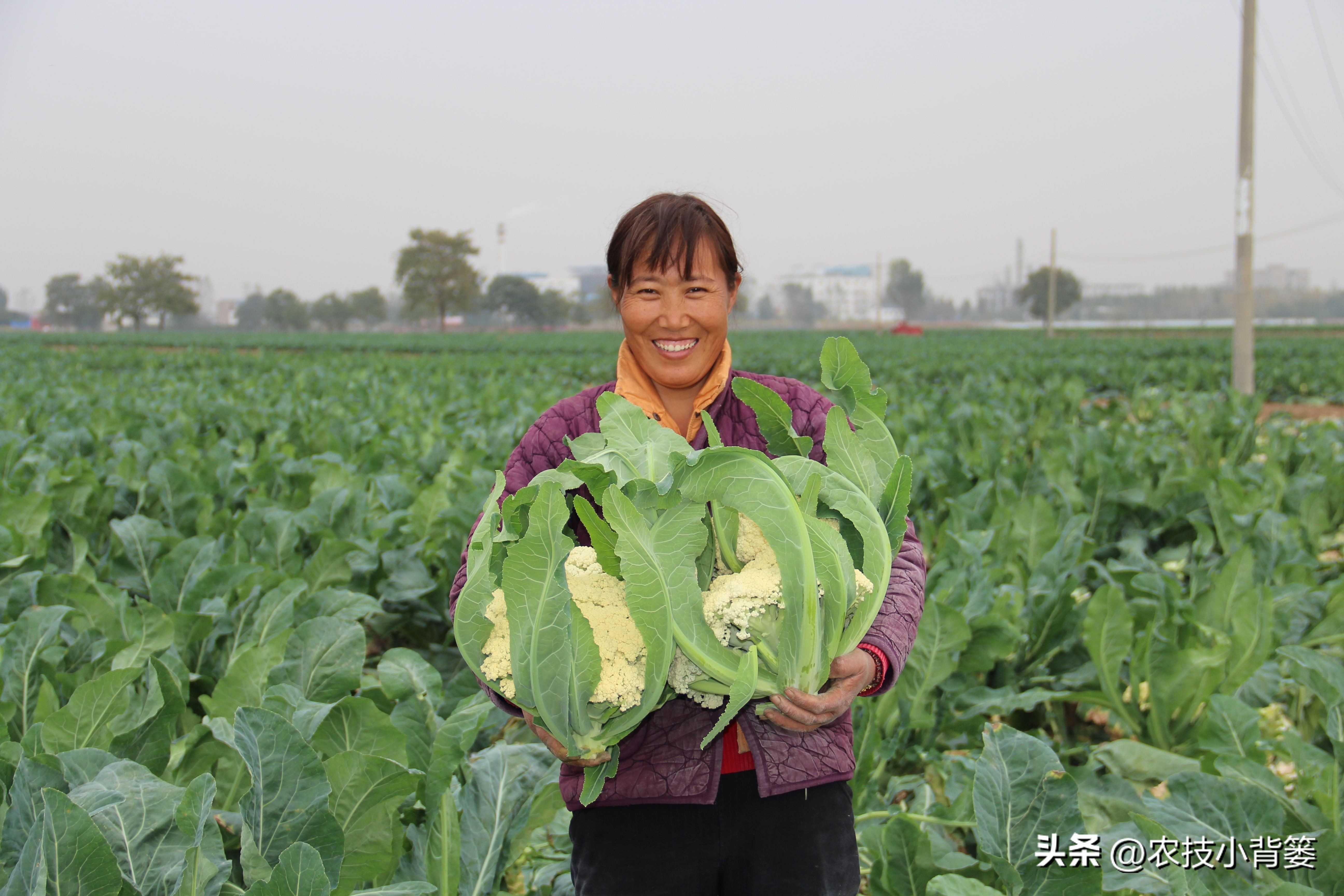 作物旺长怎么办,作物徒长问题及解决方案