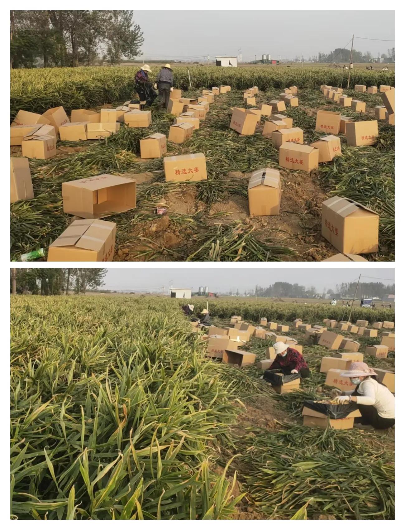 新春走基层小山村迎来新希望,新春走基层贫困户成致富能手