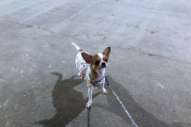 吉娃娃怎么判断多大了,吉娃娃怎么看年龄图解