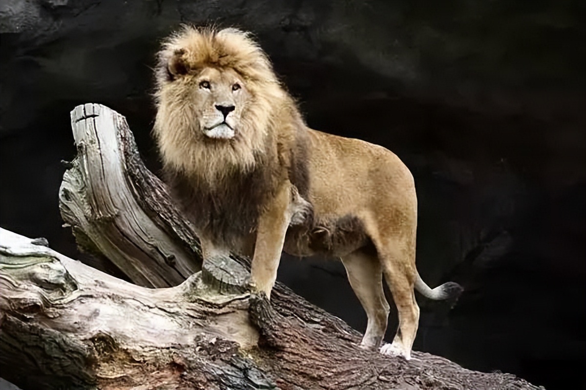 被切掉生殖器官的真实案件,被切掉重要器官的女人