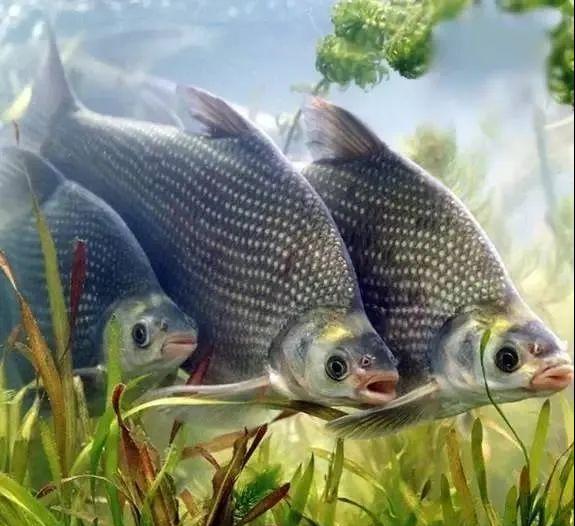 梁子湖鱼种,梁子湖各式野生鱼