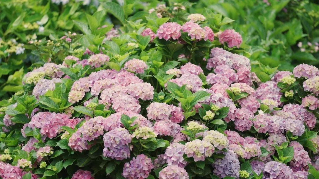 云花大结局云花和谁在一起了,斗南云花