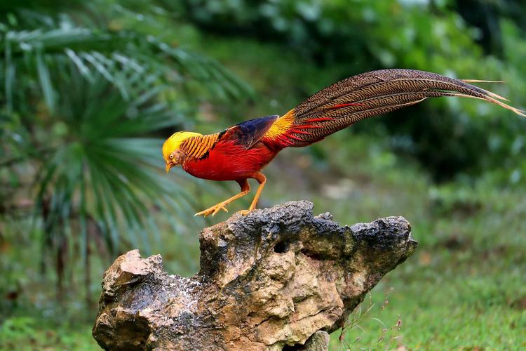 晴雯不让黛玉进门宝玉踹晴雯,晴雯赶走贾母为何不救