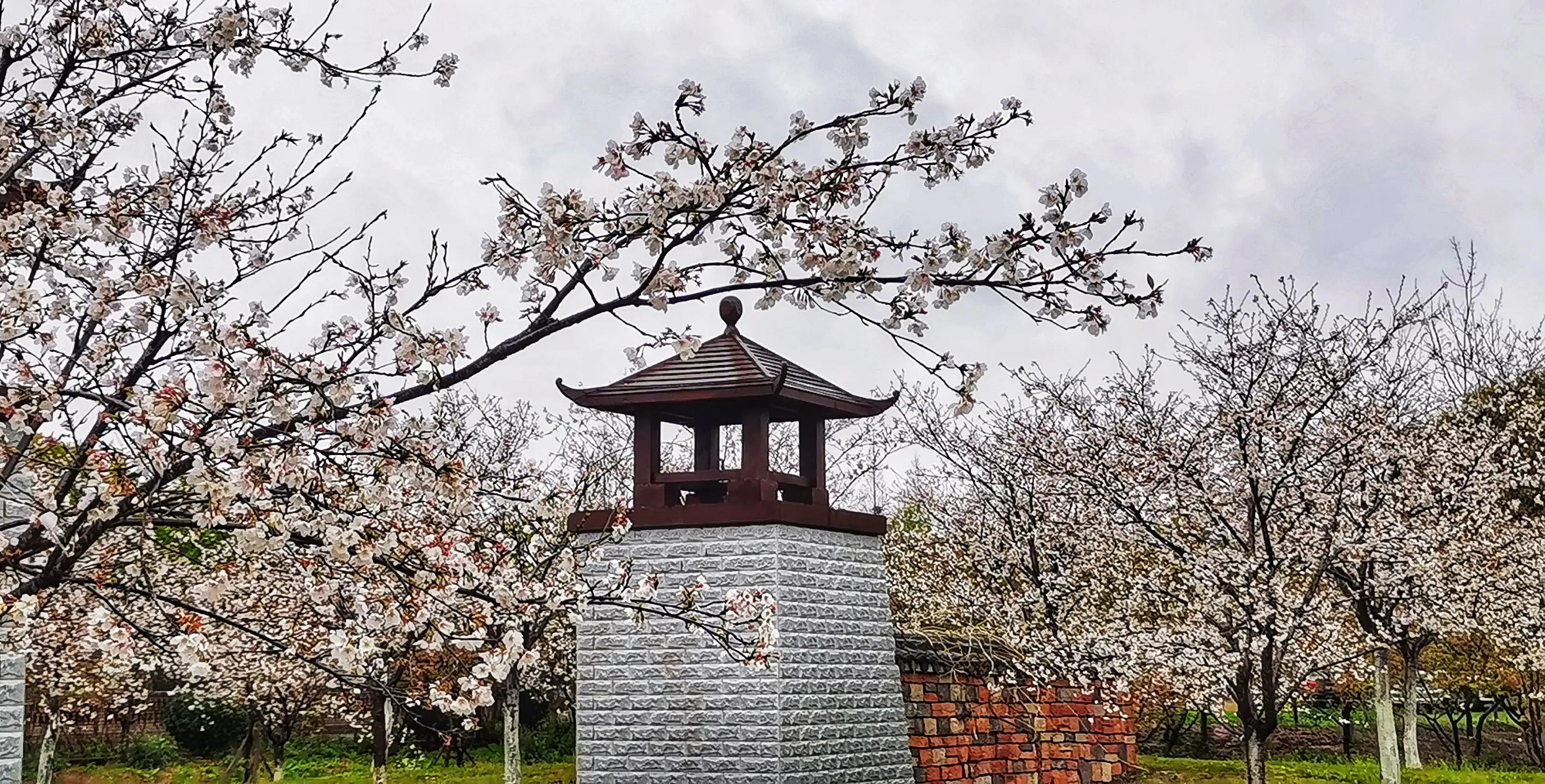 湖北宜昌花海赏花,枝江同心花海四月有什么花