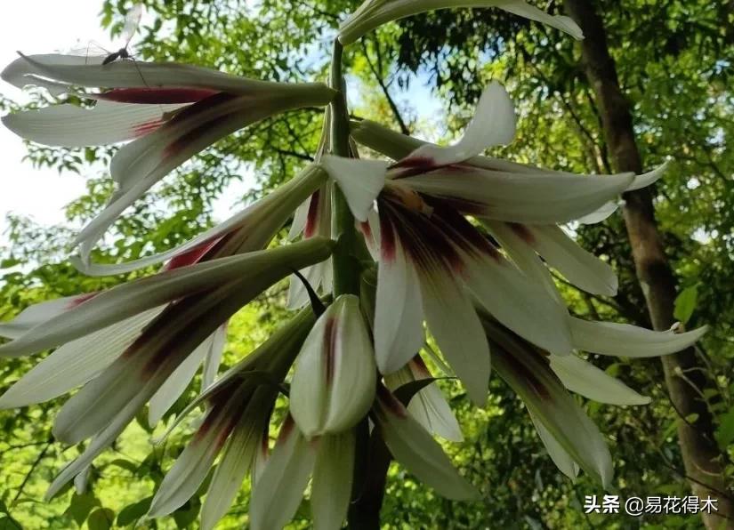 不可思议！高达两米壮观美丽的“百合王子”——大百合