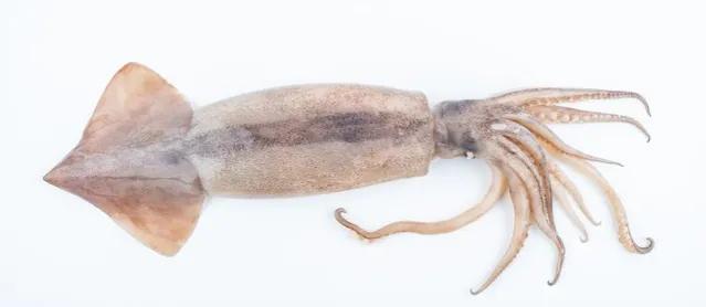 常见的发物食物图,常见的发物都有啥