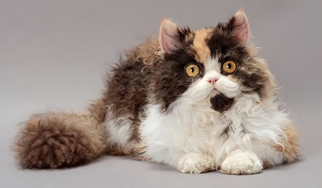 这世界上最可爱的猫咪都有几种,有哪些种类的猫咪最可爱现价500元