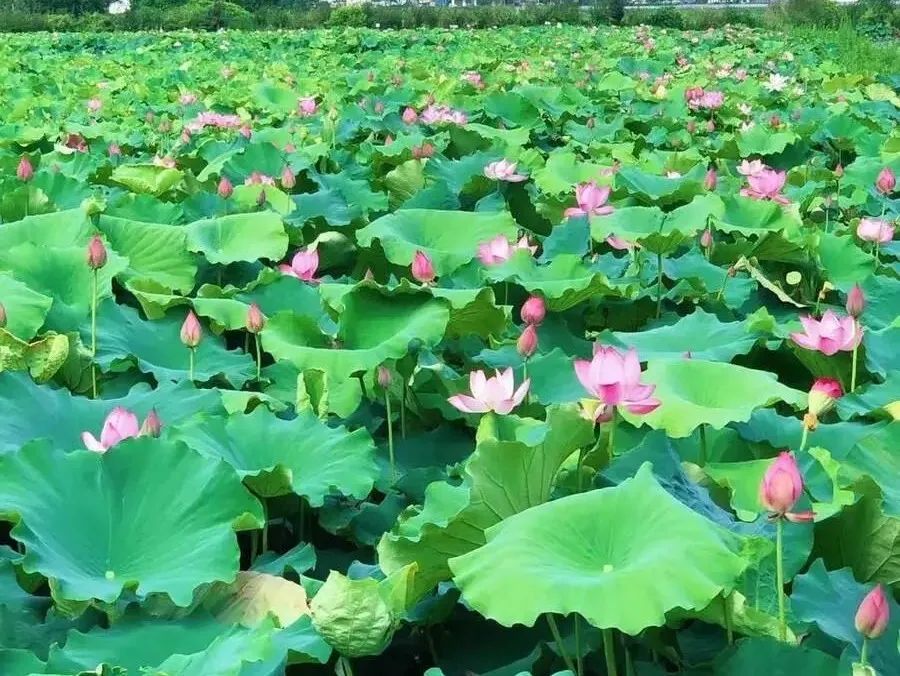 风里来雨里去人生百味随意就好,人生百味随意就好文案