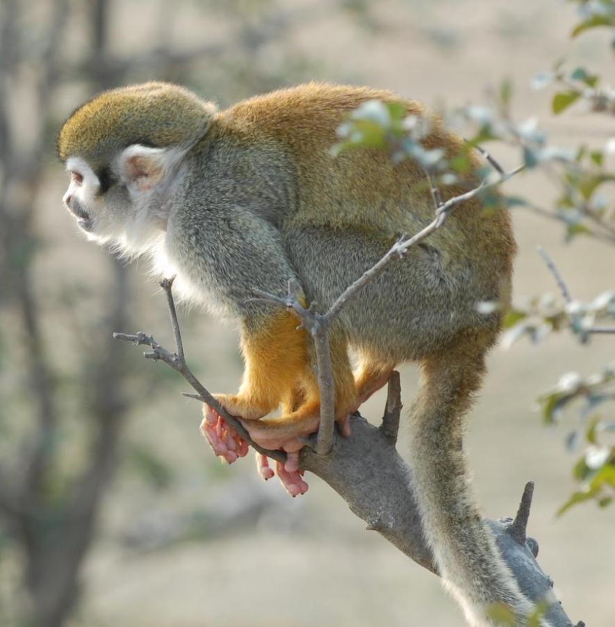 残暴的婆罗洲猩猩，将懒猴从树上打落，生吞懒猴，食物链混乱了？