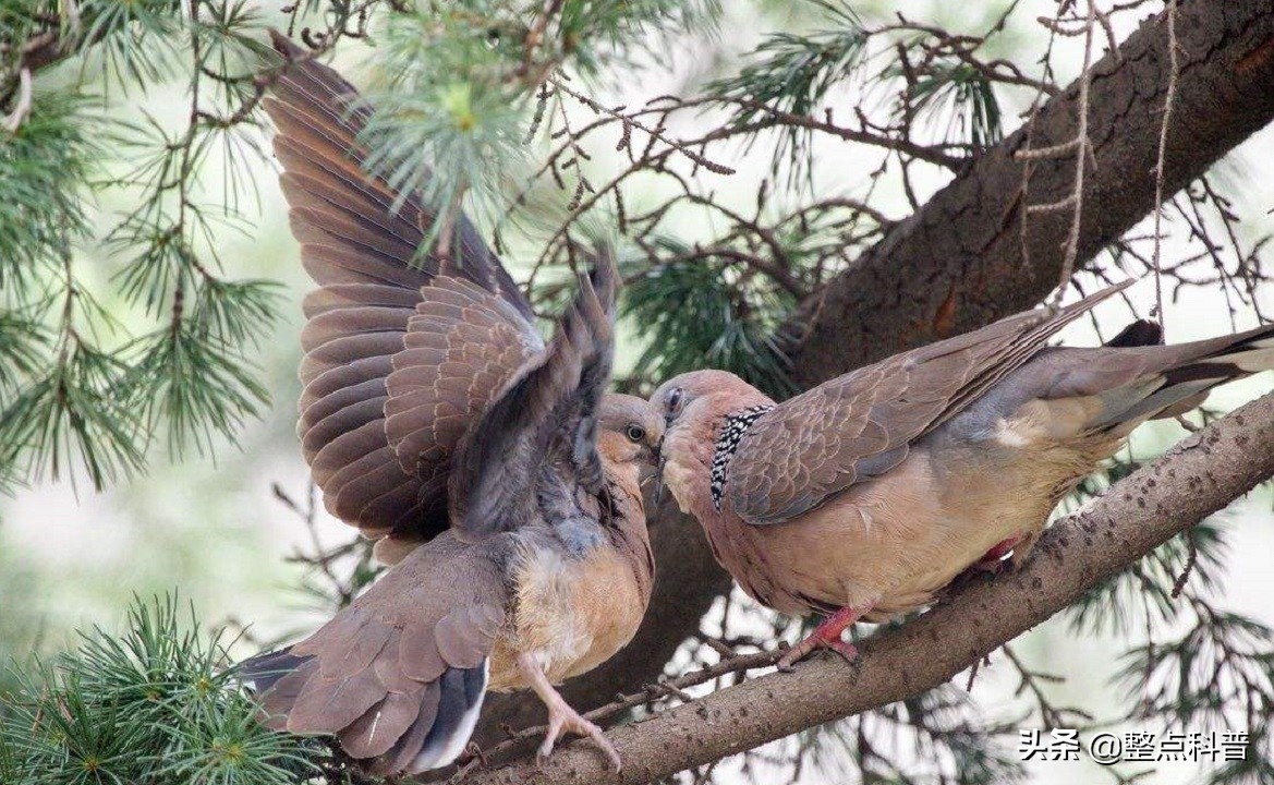 斑鸠能吃多少东西,斑鸠吃小斑鸠吗