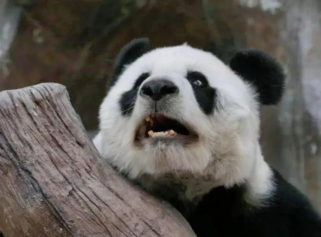 它们被续签给泰国时可是生死合同!却被说成可在泰国安心终老?