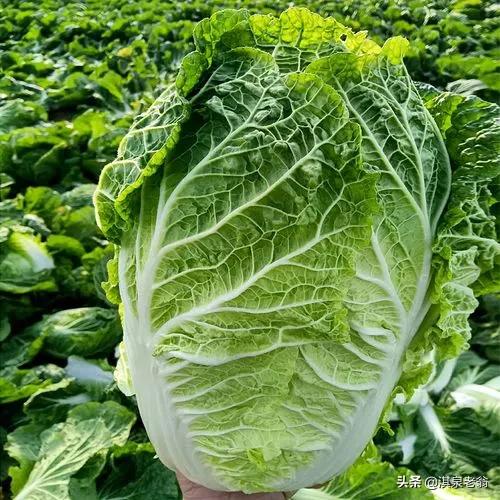 作物增产小技巧,农作物增产剂配方