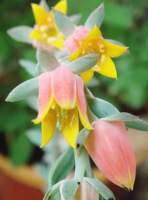 100种好看的多肉植物,50多种多肉品种大全