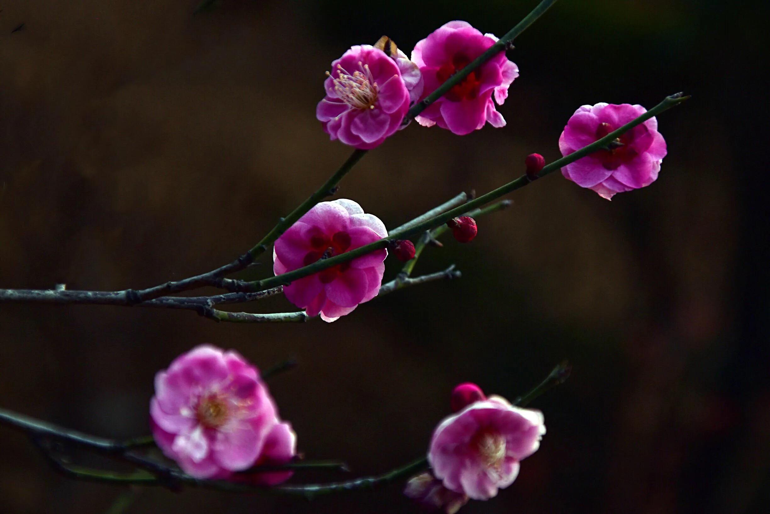 花卉摄影秋日的浪漫,花卉摄影春暖梅花开
