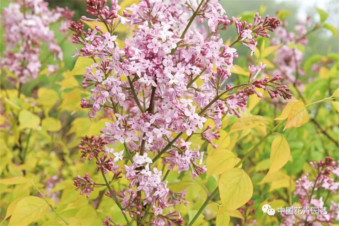 “全能型”乡土植物——丁香|“小众精英”专题