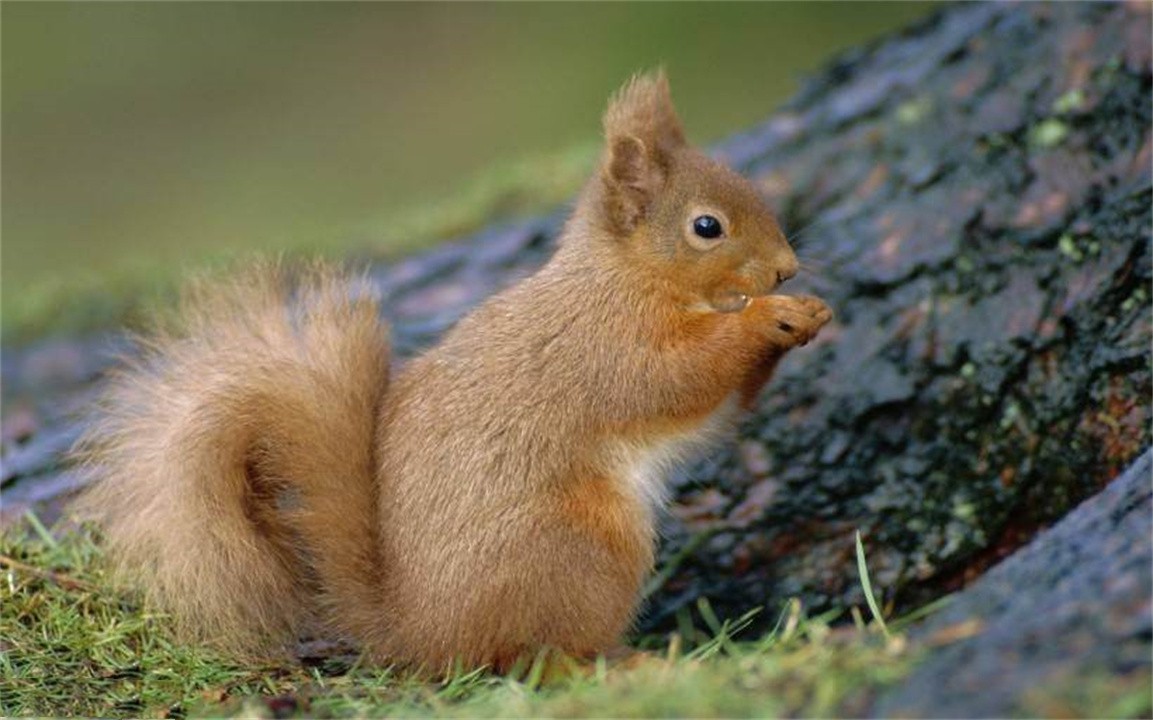 全球最聪明的十种动物,世界上最聪明的十种动物